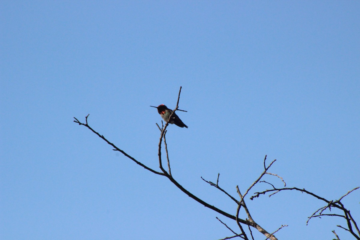 Anna's Hummingbird - ML319075651