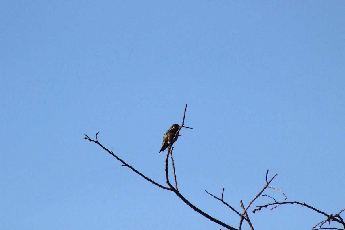 Anna's Hummingbird - ML319075851
