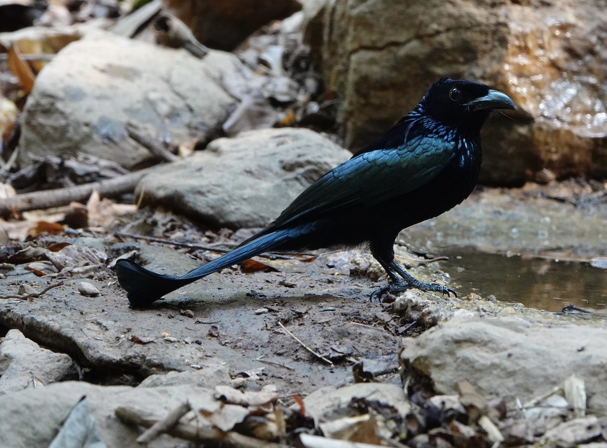 Hair-crested Drongo (Hair-crested) - David Diller