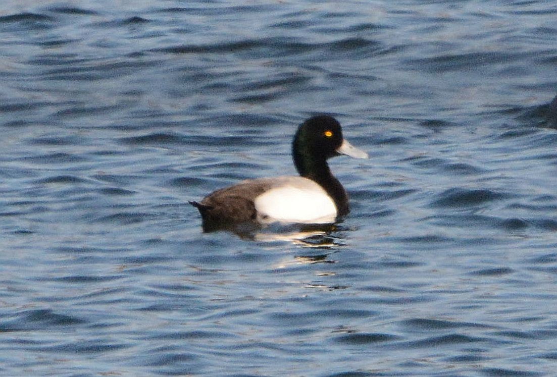 Greater Scaup - ML319076321