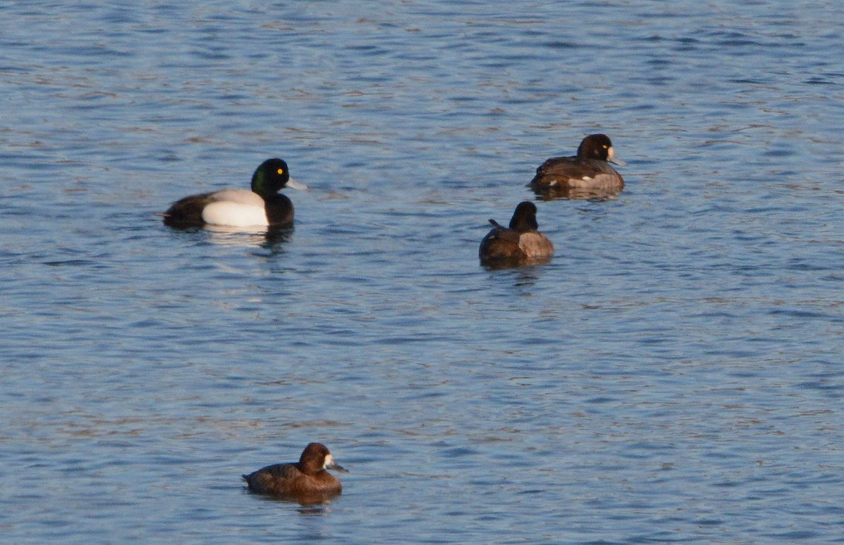 Greater Scaup - ML319076341