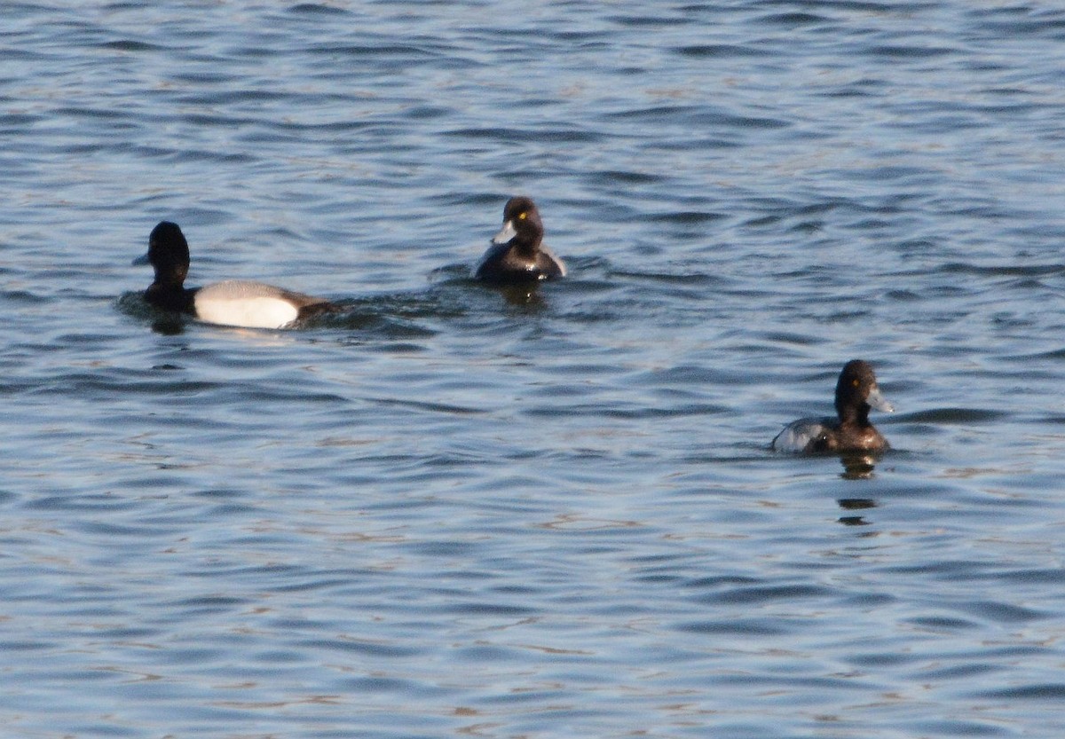 Greater Scaup - ML319076431