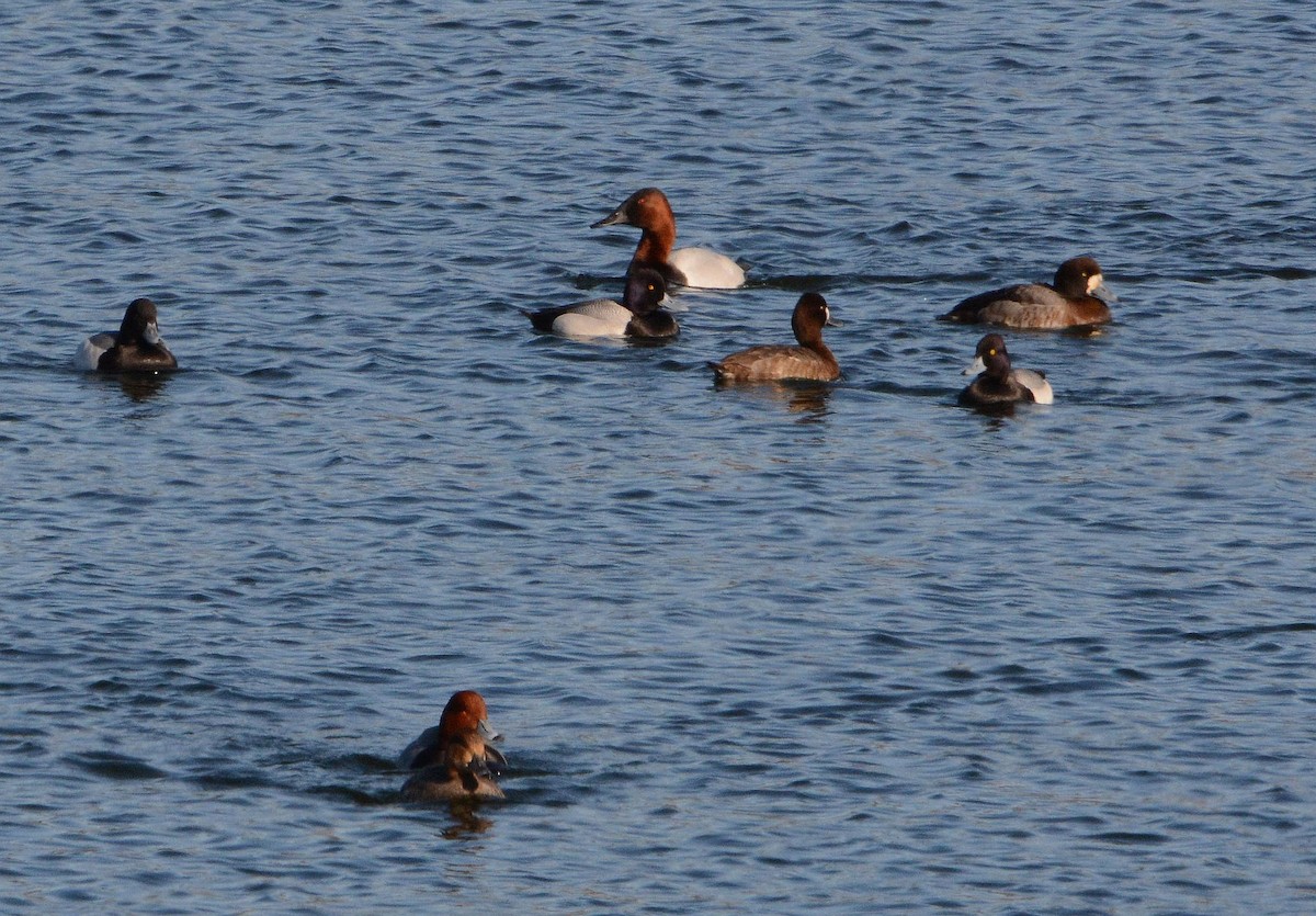 Greater Scaup - ML319076441