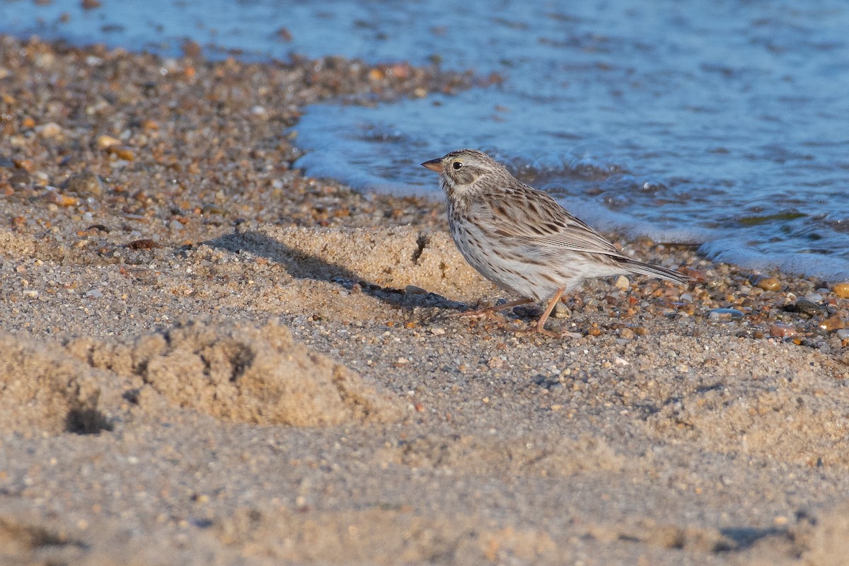 Savannah Sparrow (Ipswich) - ML319081491