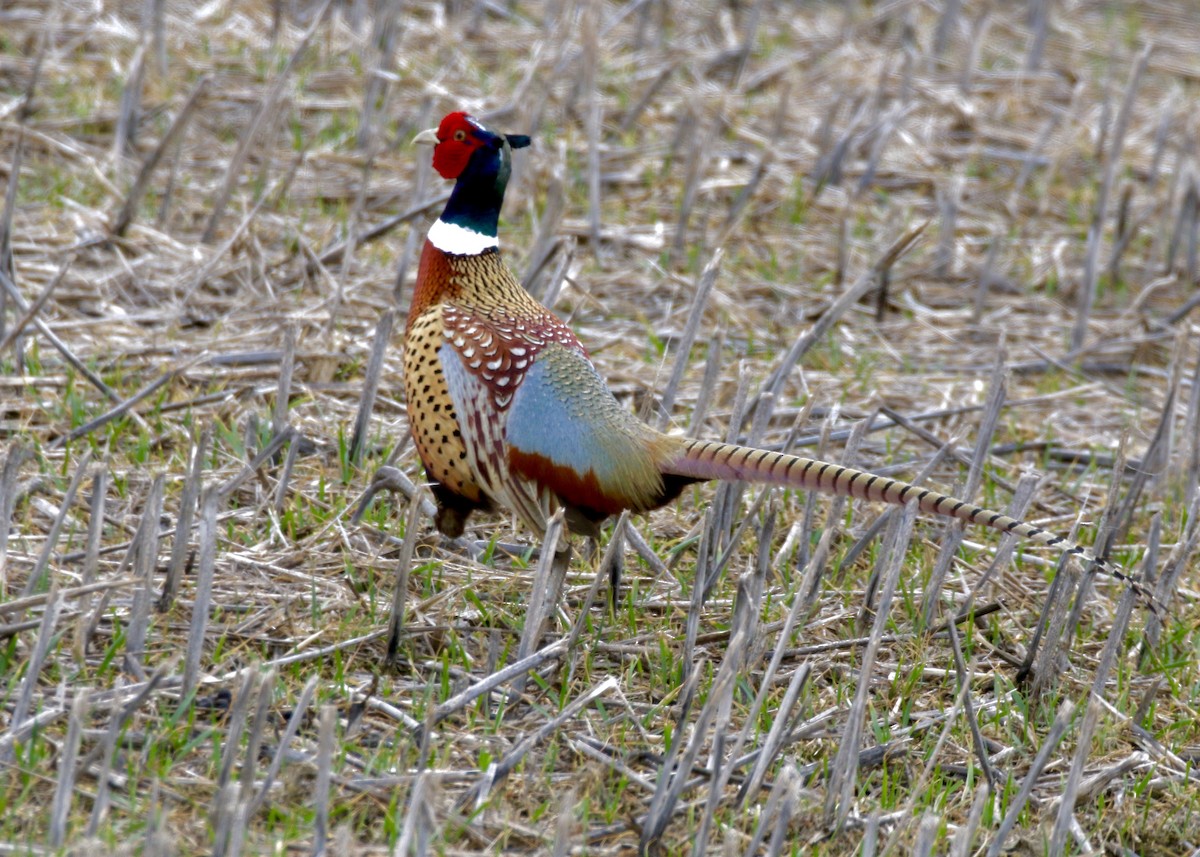 Ring-necked Pheasant - Jon Isacoff