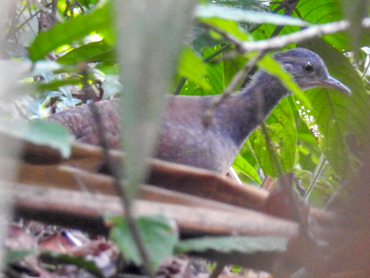 Choco Tinamou - Crypturellus kerriae - Birds of the World