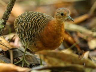 Rusty Tinamou - Crypturellus brevirostris - Birds of the World