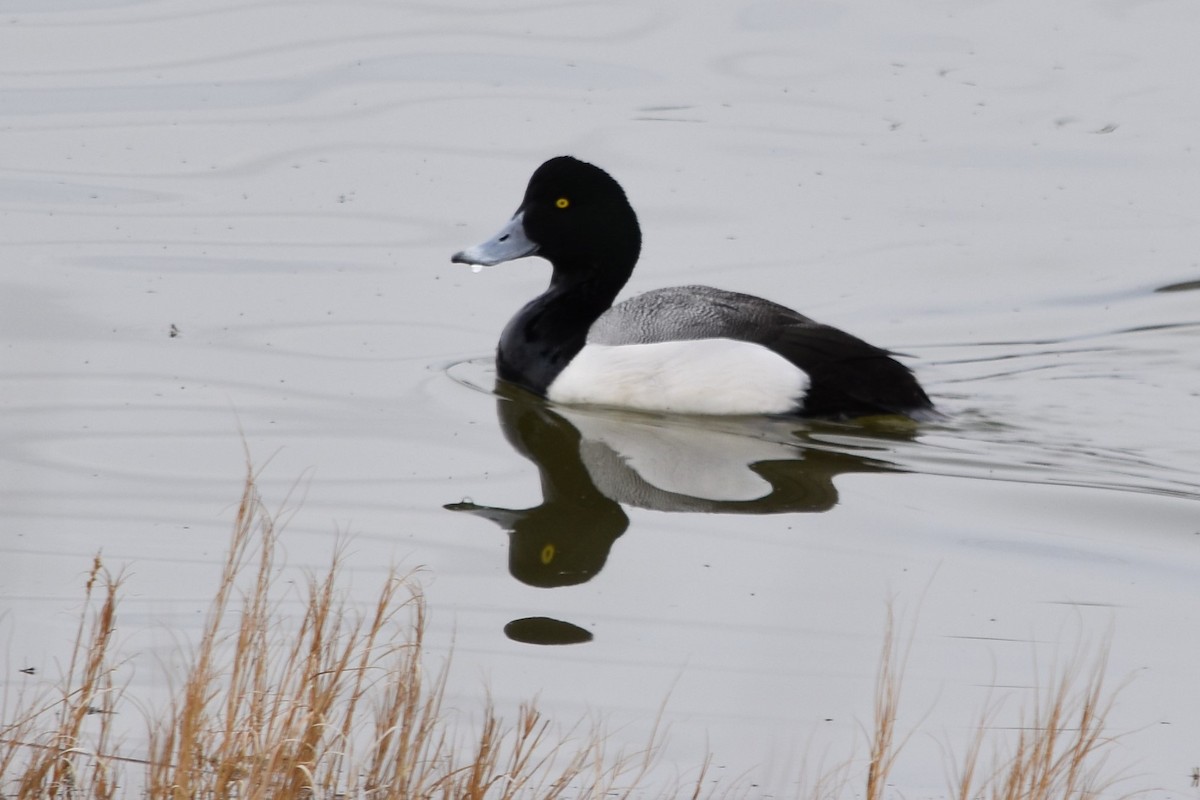 Greater Scaup - ML319096821