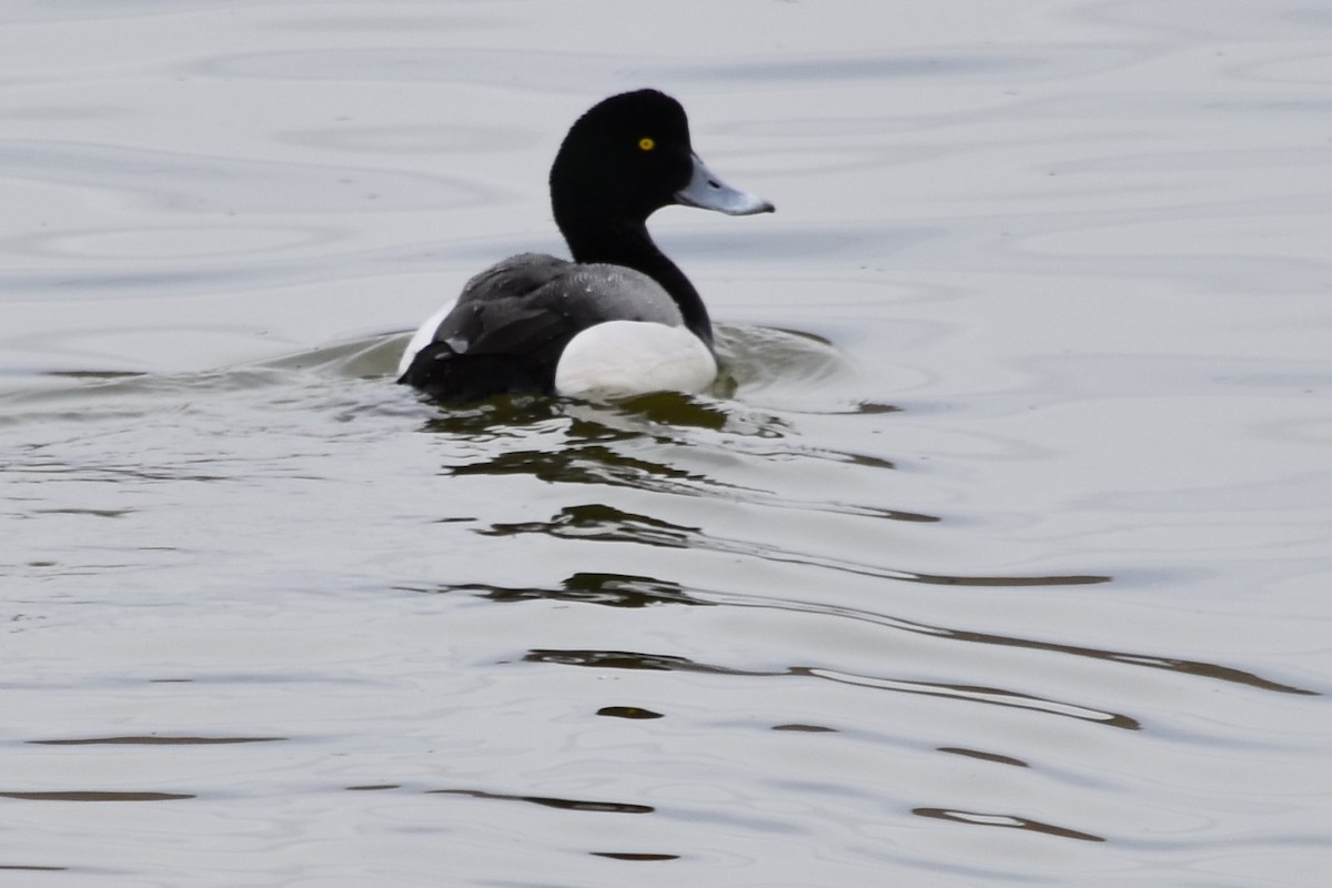 Greater Scaup - ML319097051