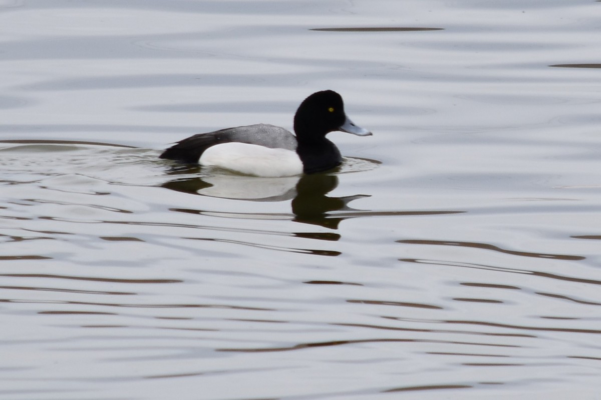 Greater Scaup - ML319097061