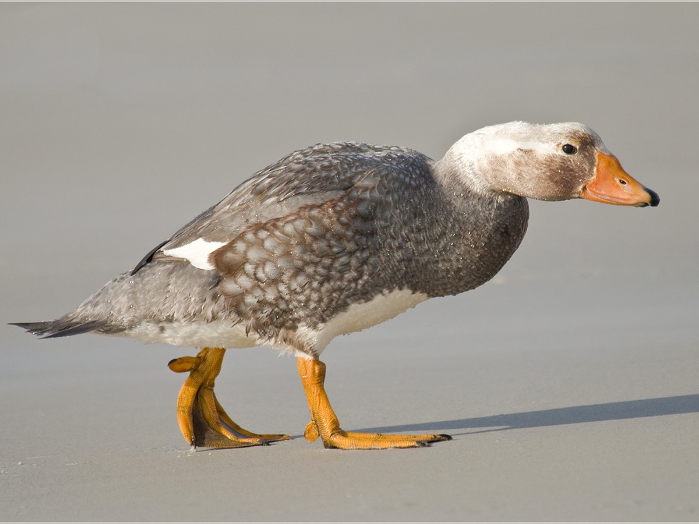Falkland SteamerDuck eBird