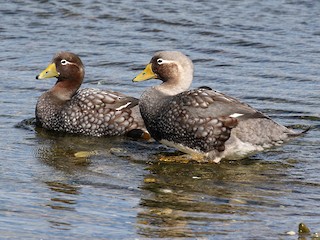 Male and female - Fabrice Schmitt - ML319098071