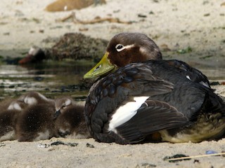  - Falkland Steamer-Duck