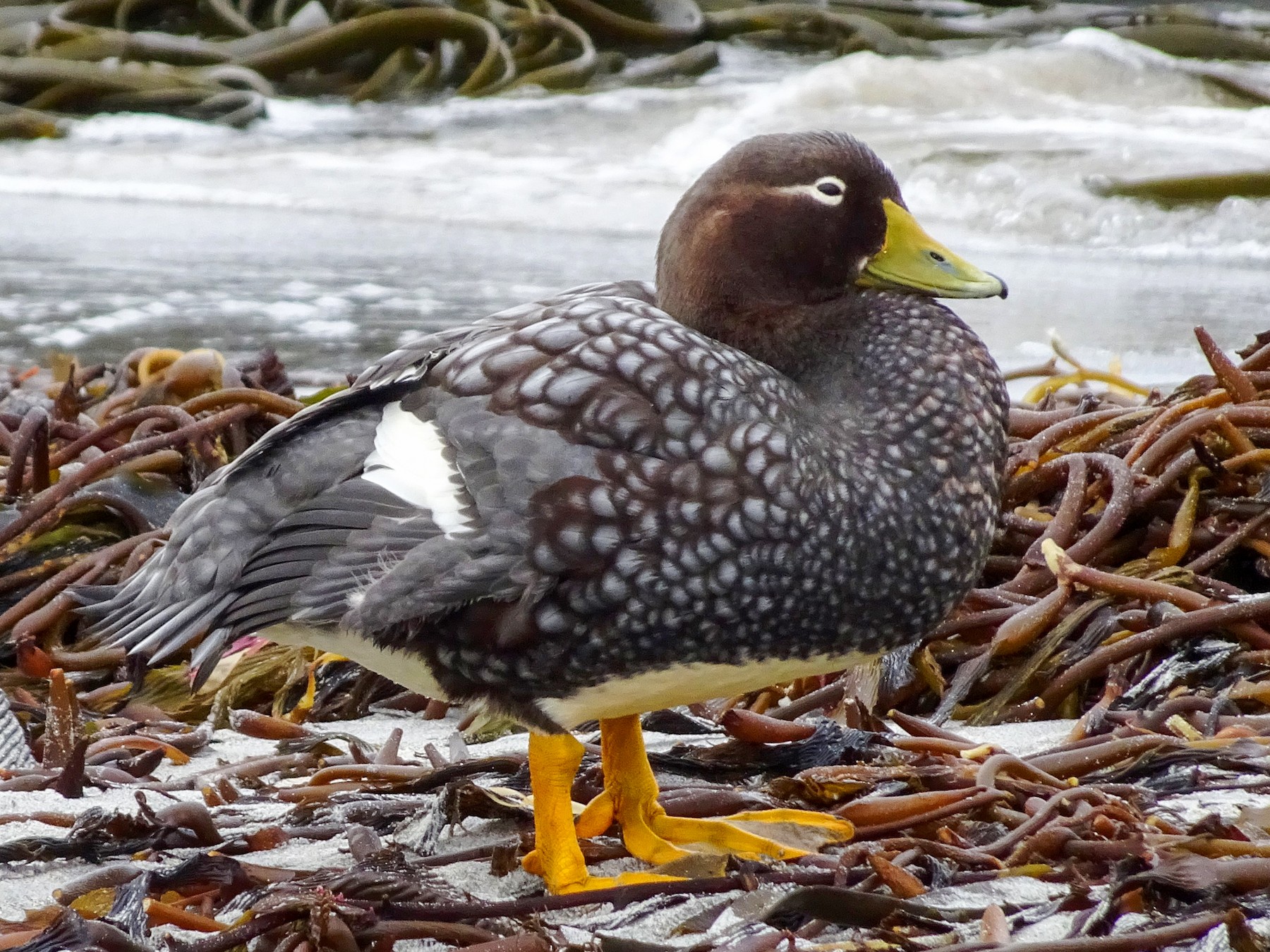 Falkland Steamer-Duck - Michael Schrimpf