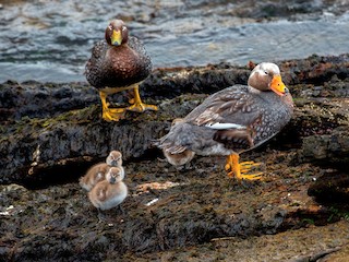  - Falkland Steamer-Duck