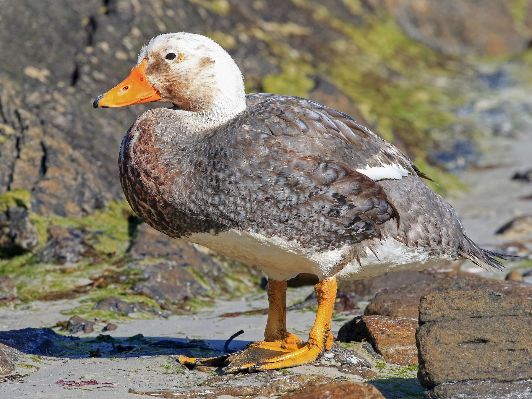 Falkland SteamerDuck eBird