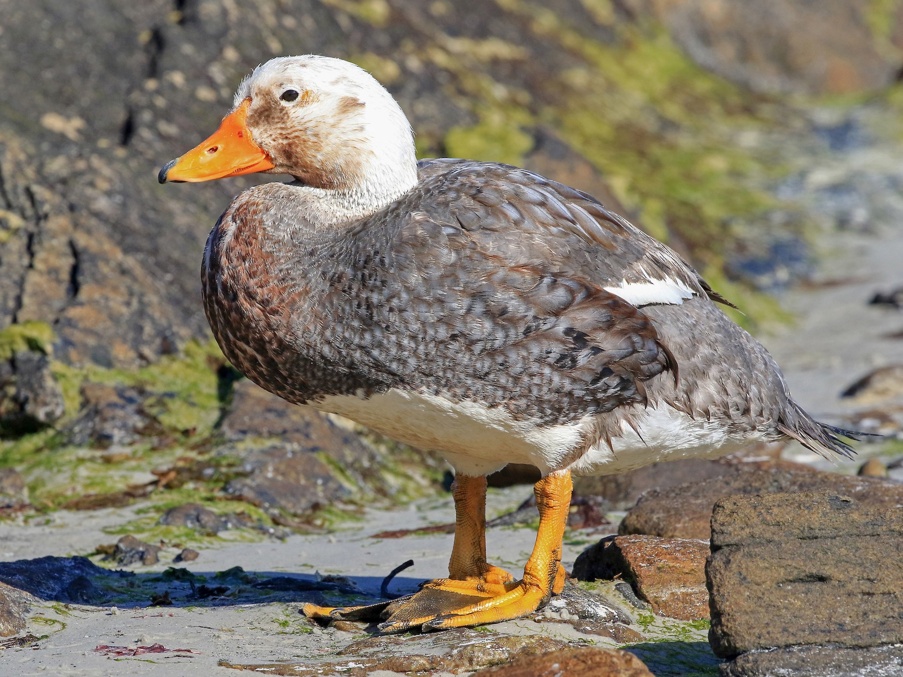 Falkland Steamer-Duck - Phillip Edwards