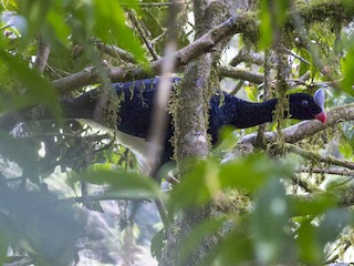  - Helmeted Curassow