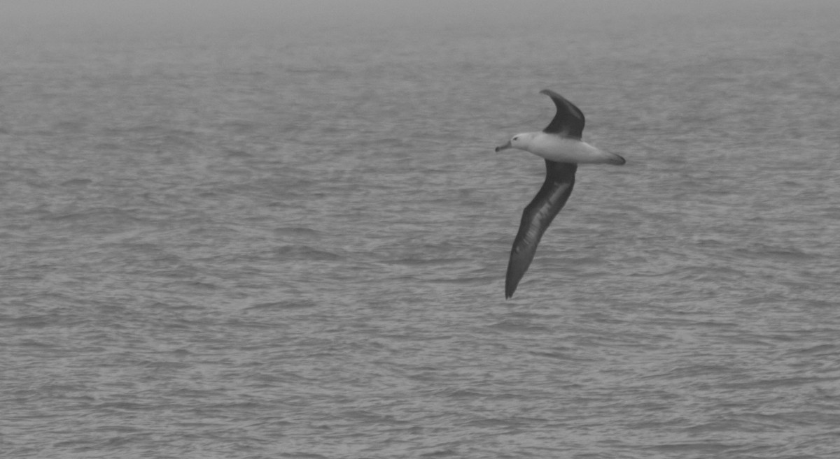 Black-browed Albatross - Thierry Rabau