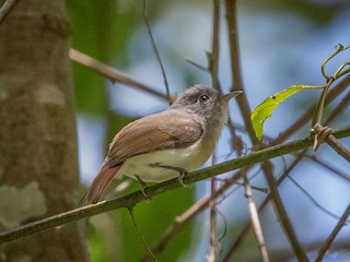  - Red-tailed Newtonia