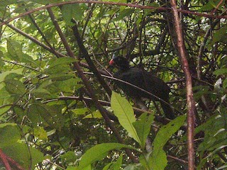  - Horned Curassow