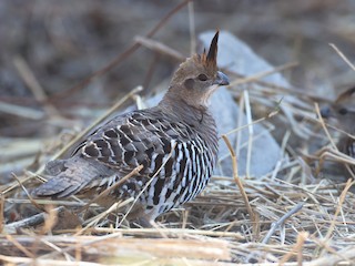  - Banded Quail