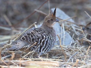  - Banded Quail