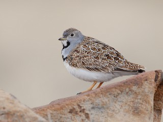  - Least Seedsnipe