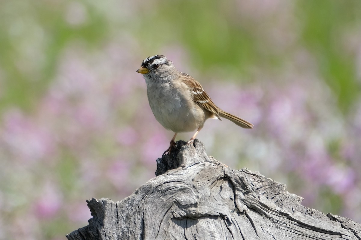 White-crowned Sparrow - Monica P