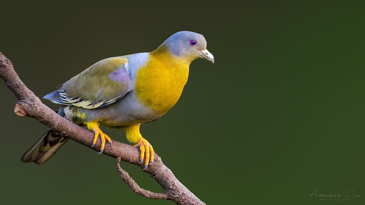 Yellow-footed Green-Pigeon - ML319112771
