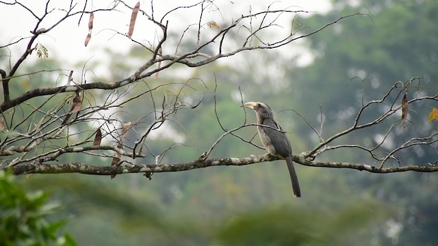 Malabar Gray Hornbill - ML319113471