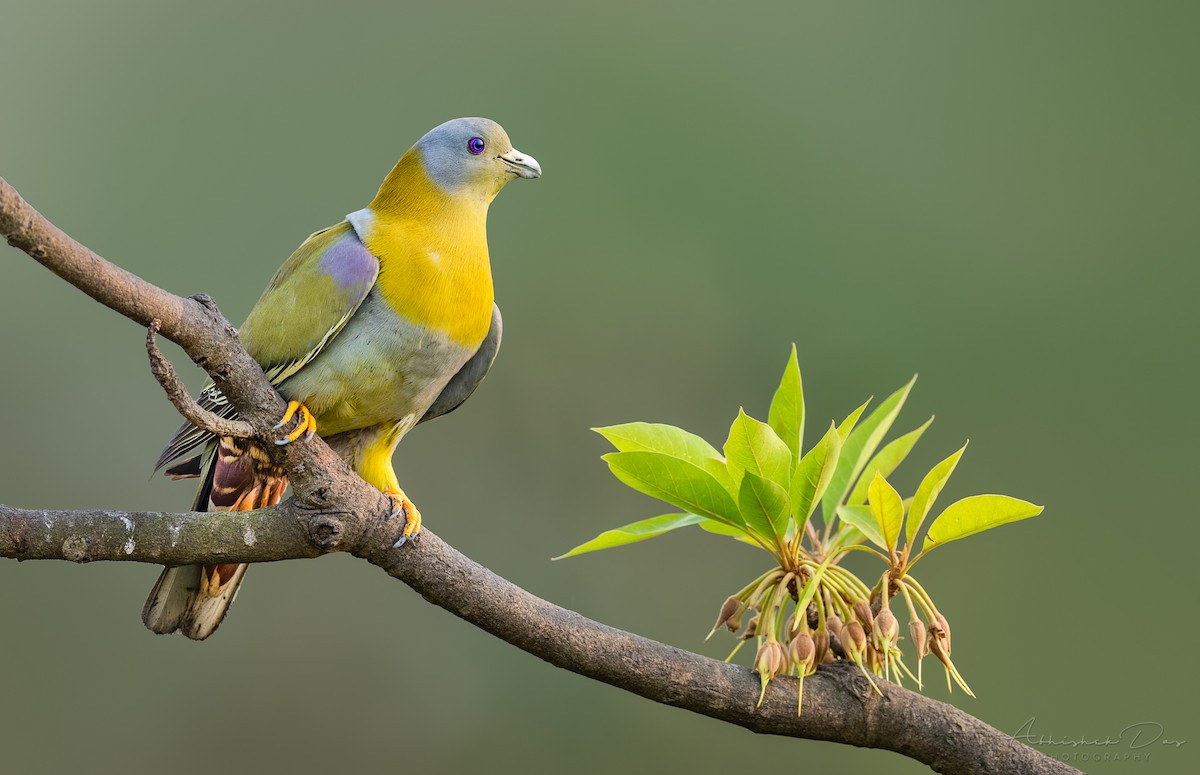 Yellow-footed Green-Pigeon - ML319115281