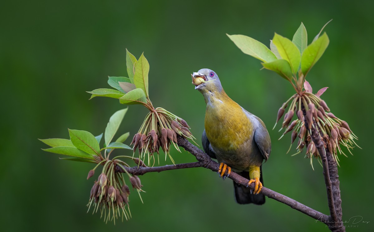 Yellow-footed Green-Pigeon - ML319116201