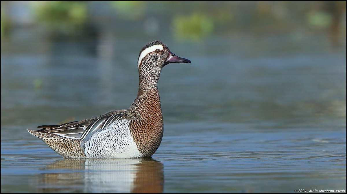 Garganey - Spatula querquedula - Media Search - Macaulay Library and eBird