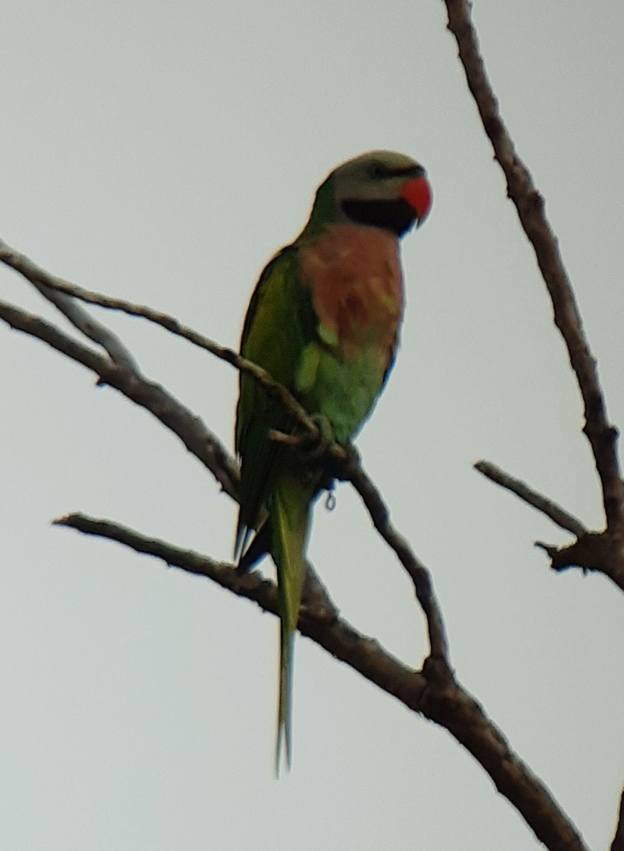 Red-breasted Parakeet - John Howes