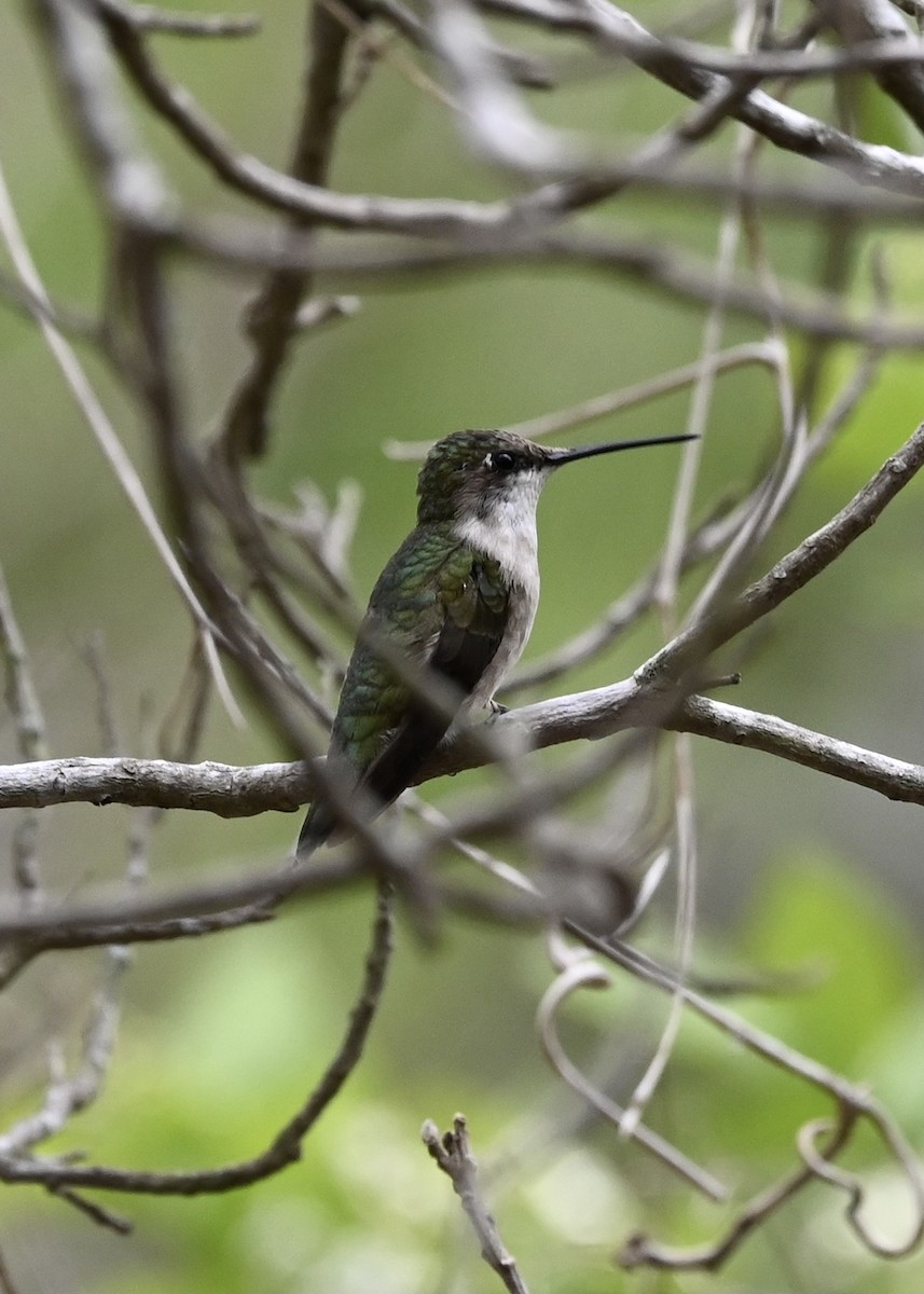 Black-chinned Hummingbird - ML319122621