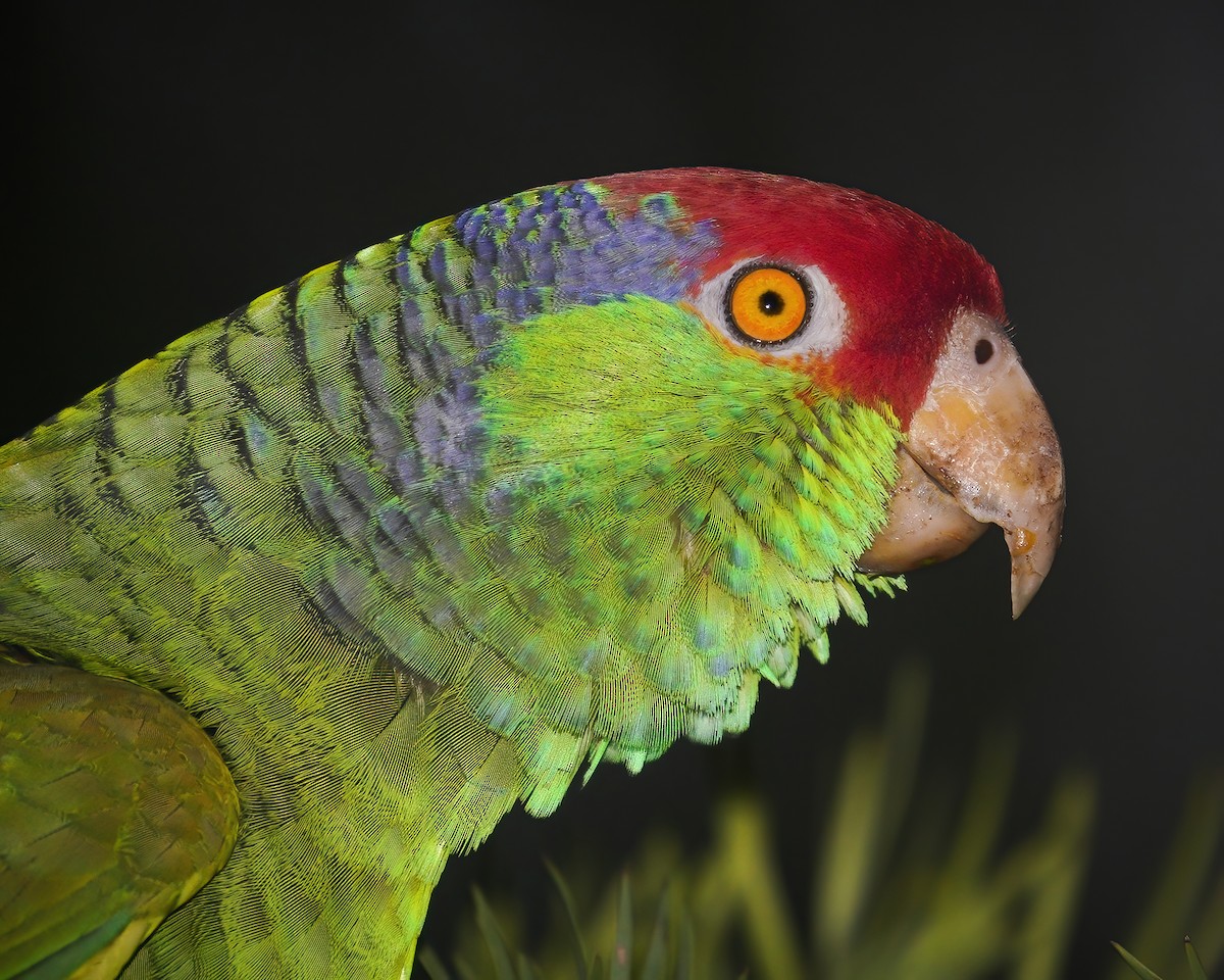 Red-crowned Parrot - ML319124511