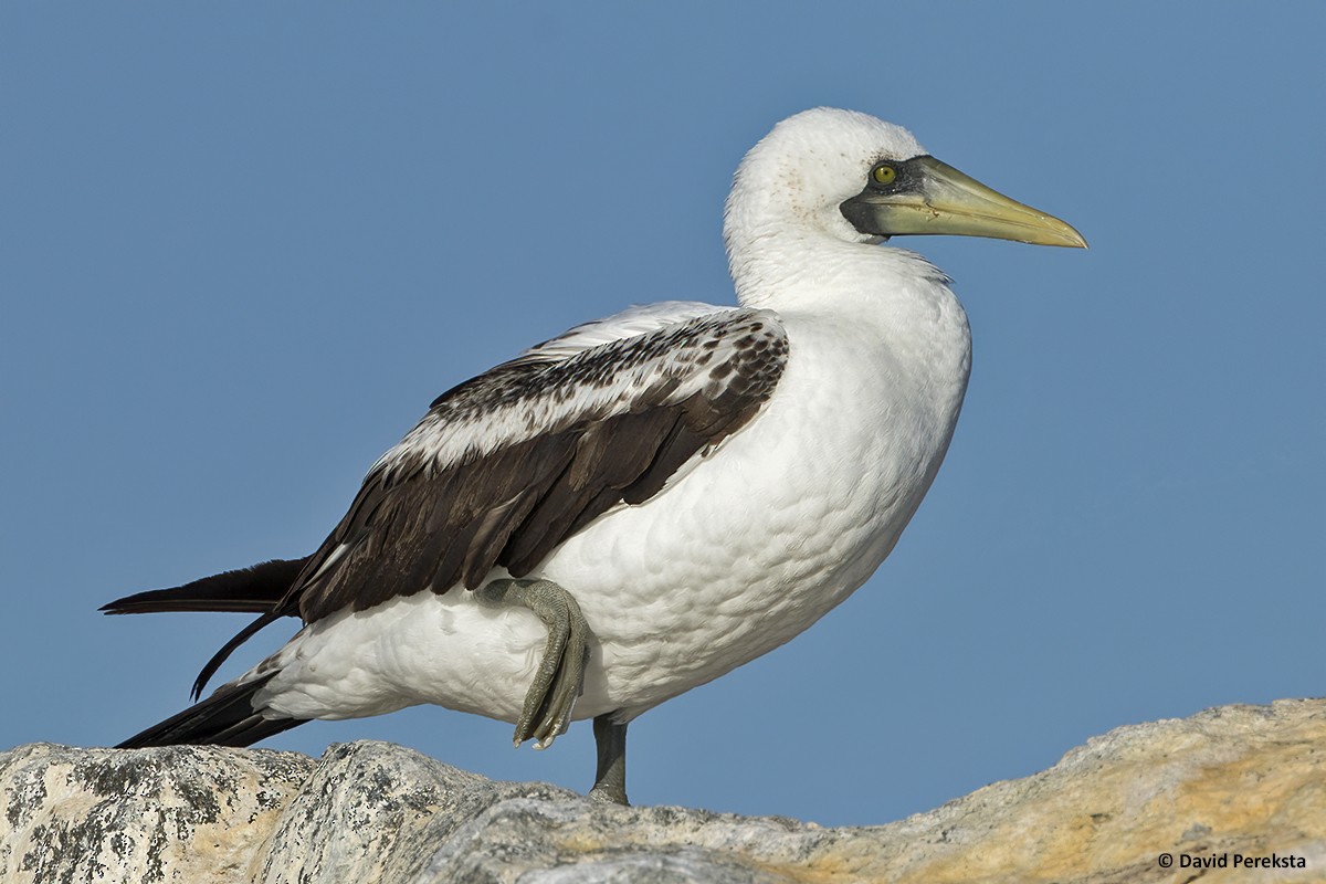 Masked Booby - ML319124651