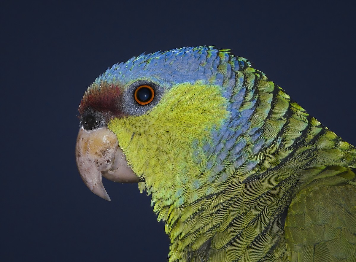 Lilac-crowned Parrot - ML319124661