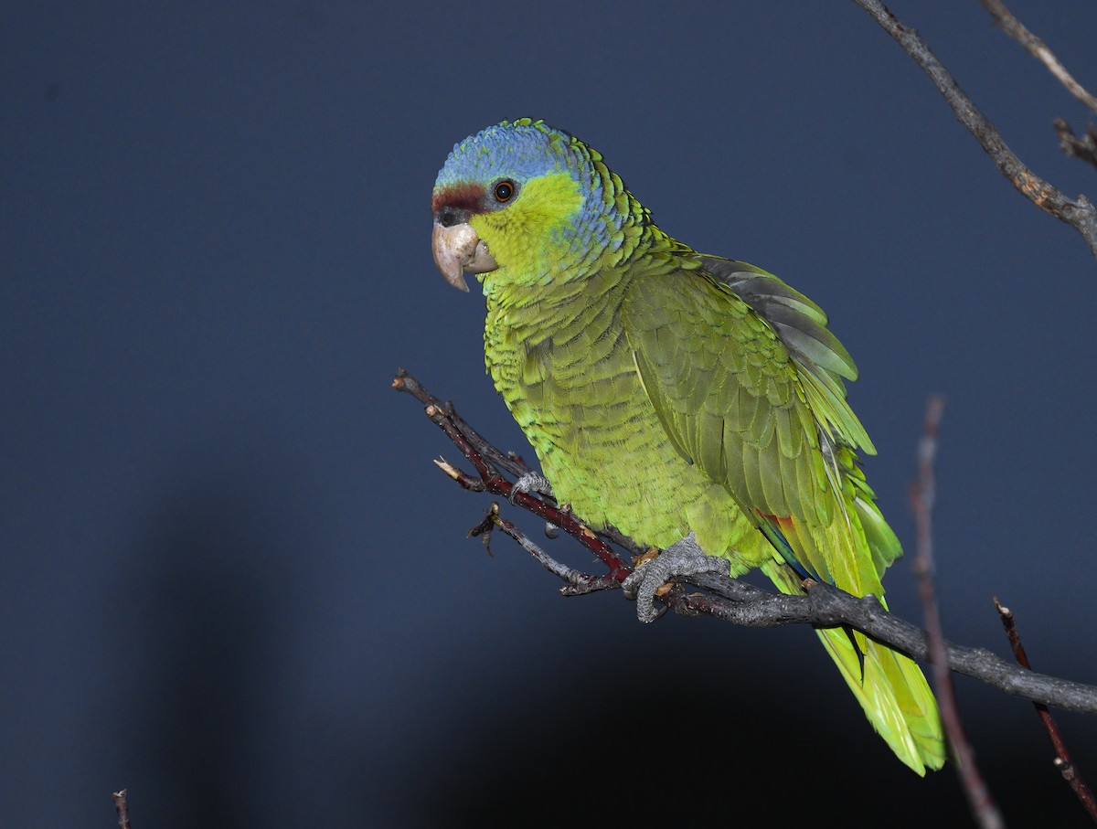 Lilac-crowned Parrot - ML319124671