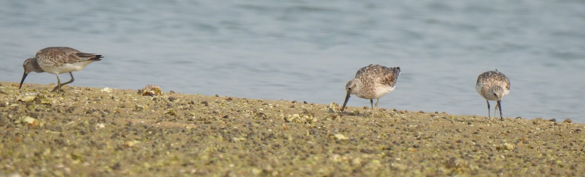 Great Knot - ML319125761