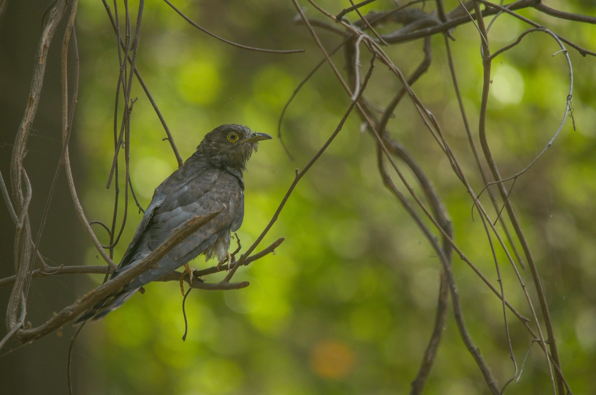 Common Hawk-Cuckoo - Ikshan Ganpathi
