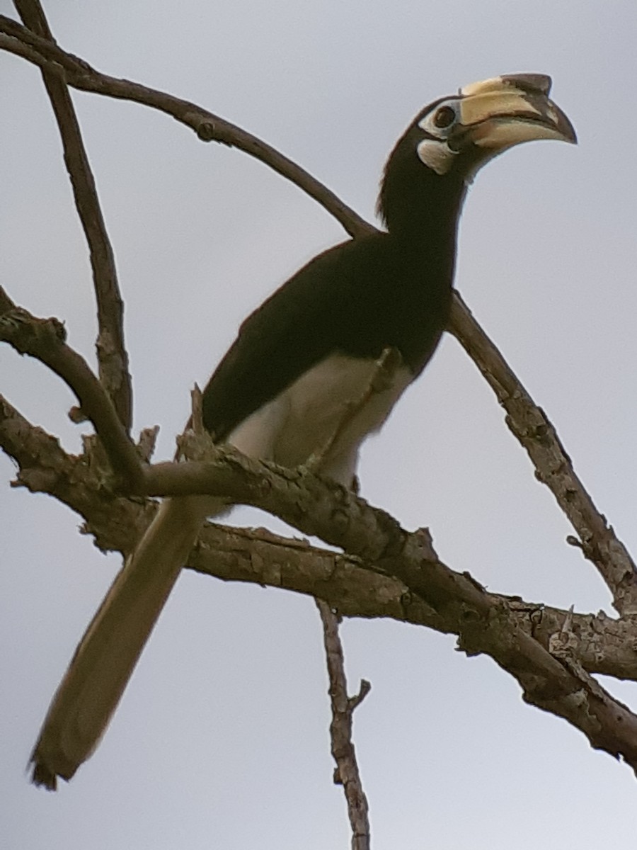 Oriental Pied-Hornbill - John Howes