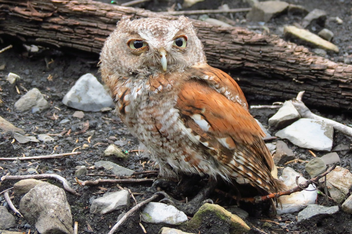 Eastern Screech-Owl - Kent Warner