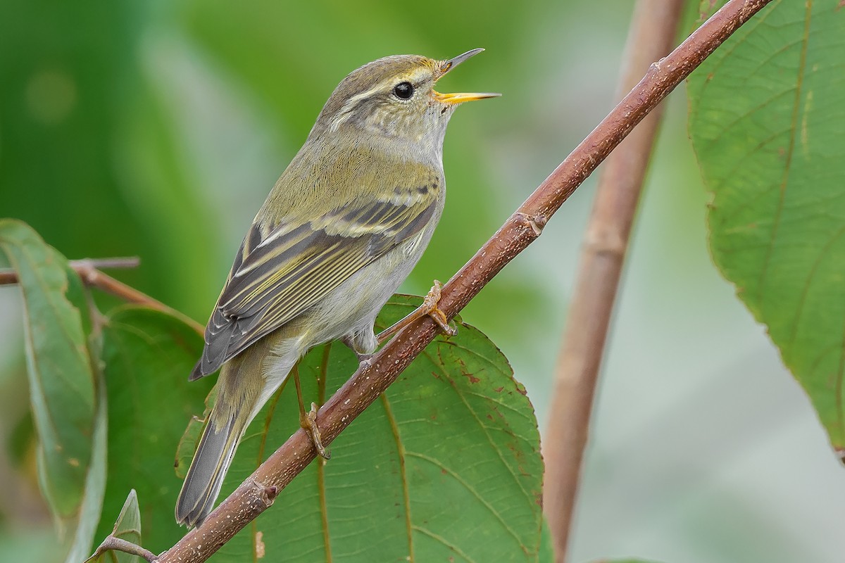 Yellow-browed Warbler - ML319138461