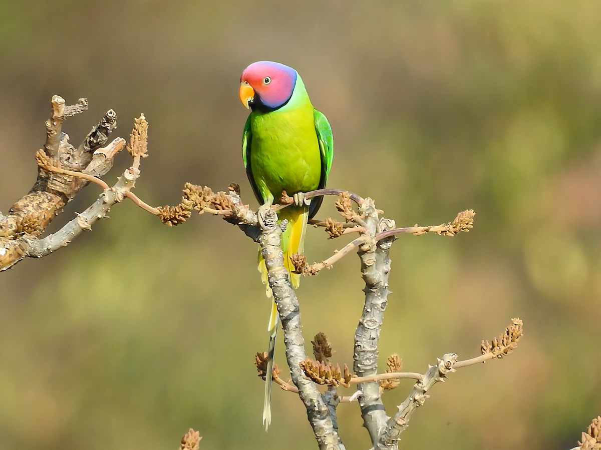 Plum-headed Parakeet - R Thapar