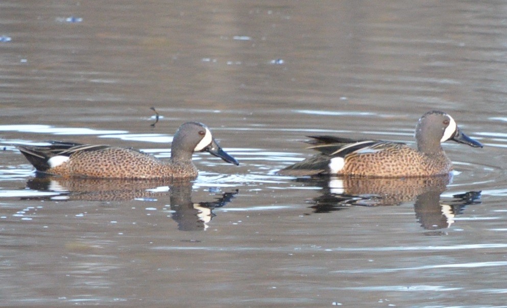 Blue-winged Teal - ML319143131