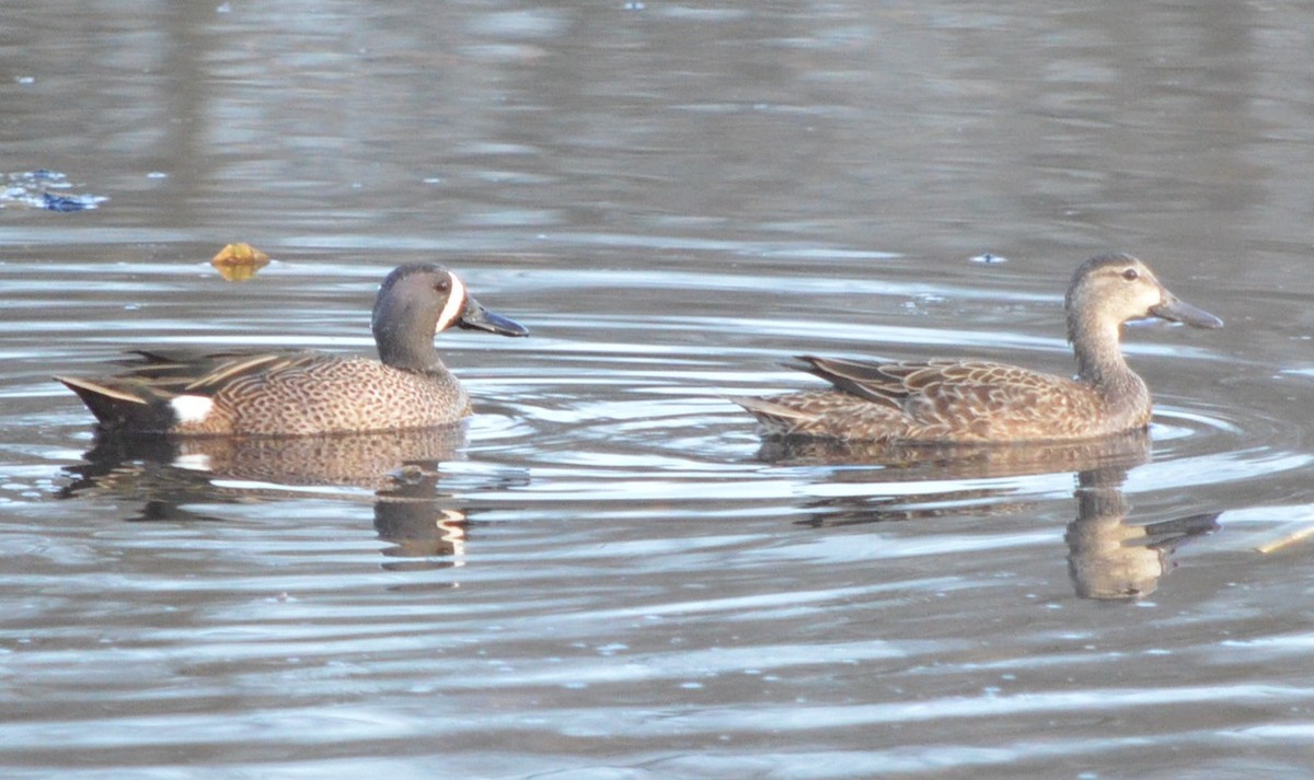 Blue-winged Teal - ML319143141