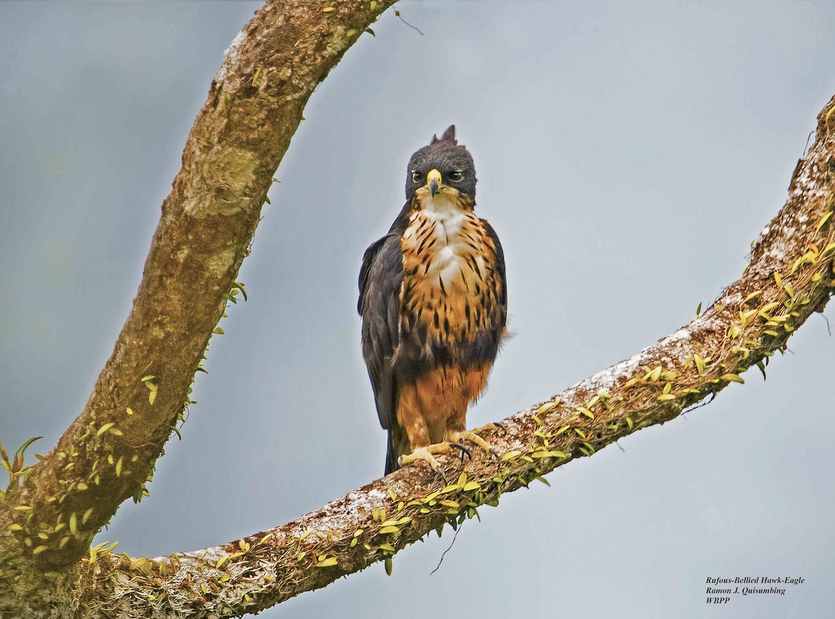Rufous-bellied Eagle - Ramon Quisumbing