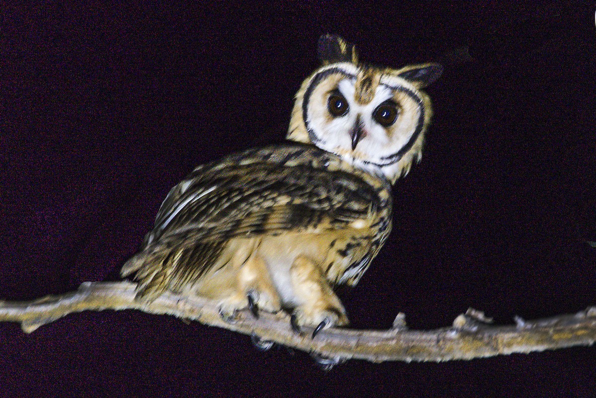 Striped Owl - ML319150891